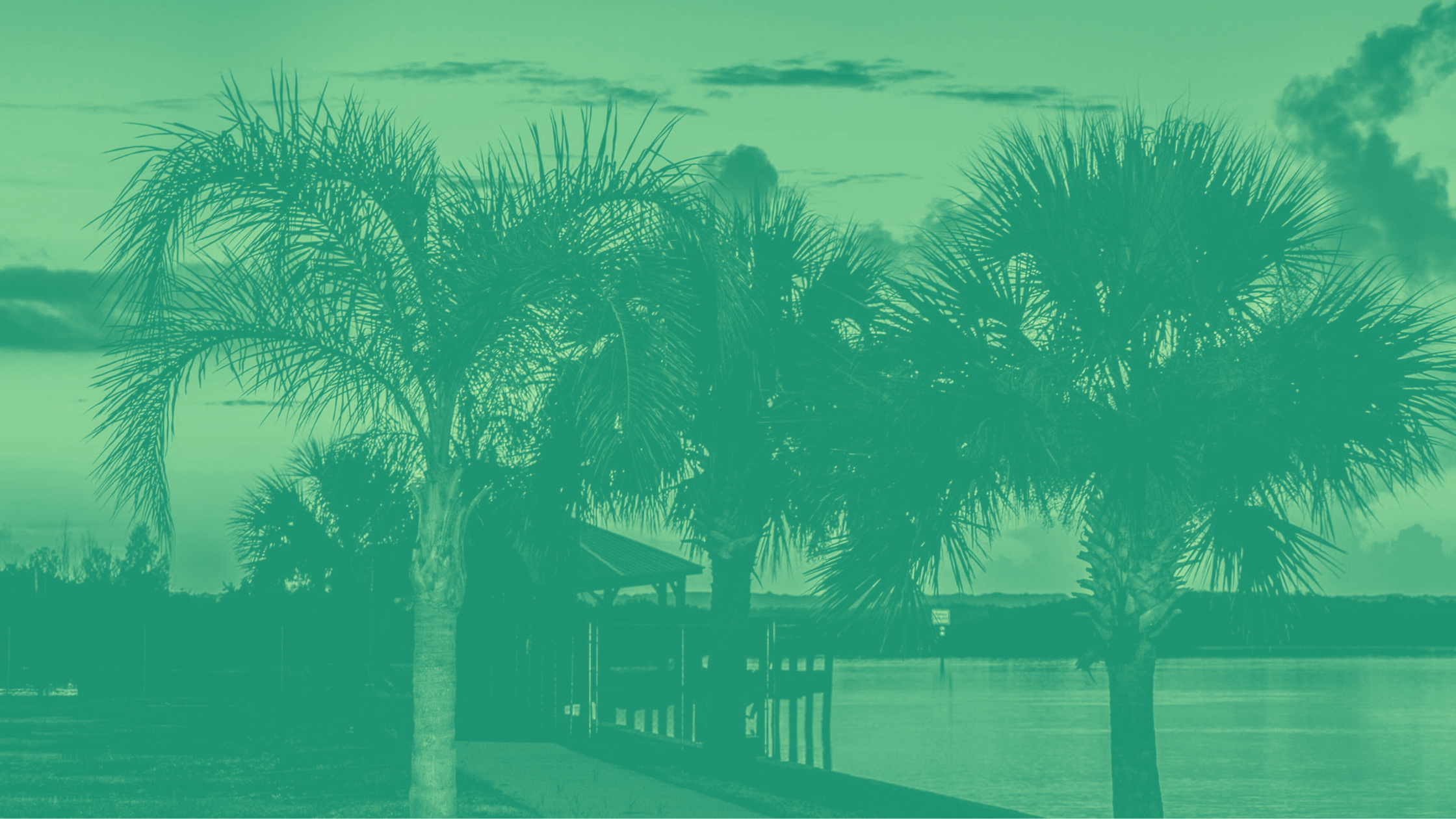 Duotone image of palm trees in Volusia County